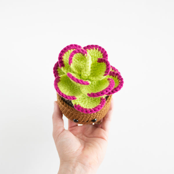 Flapjack Succulent Crochet Pattern - Colorful House Plants