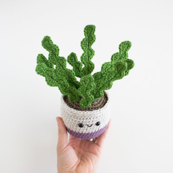 Fishbone Cactus Hair - DIY Succulent Crafts