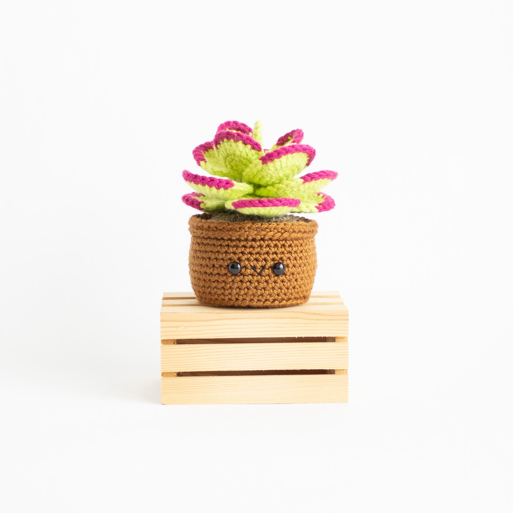 plant flapjack succulent Crochet Pattern: Flapjack Succulent, PDF Amigurumi Pattern – A Menagerie of Stitches